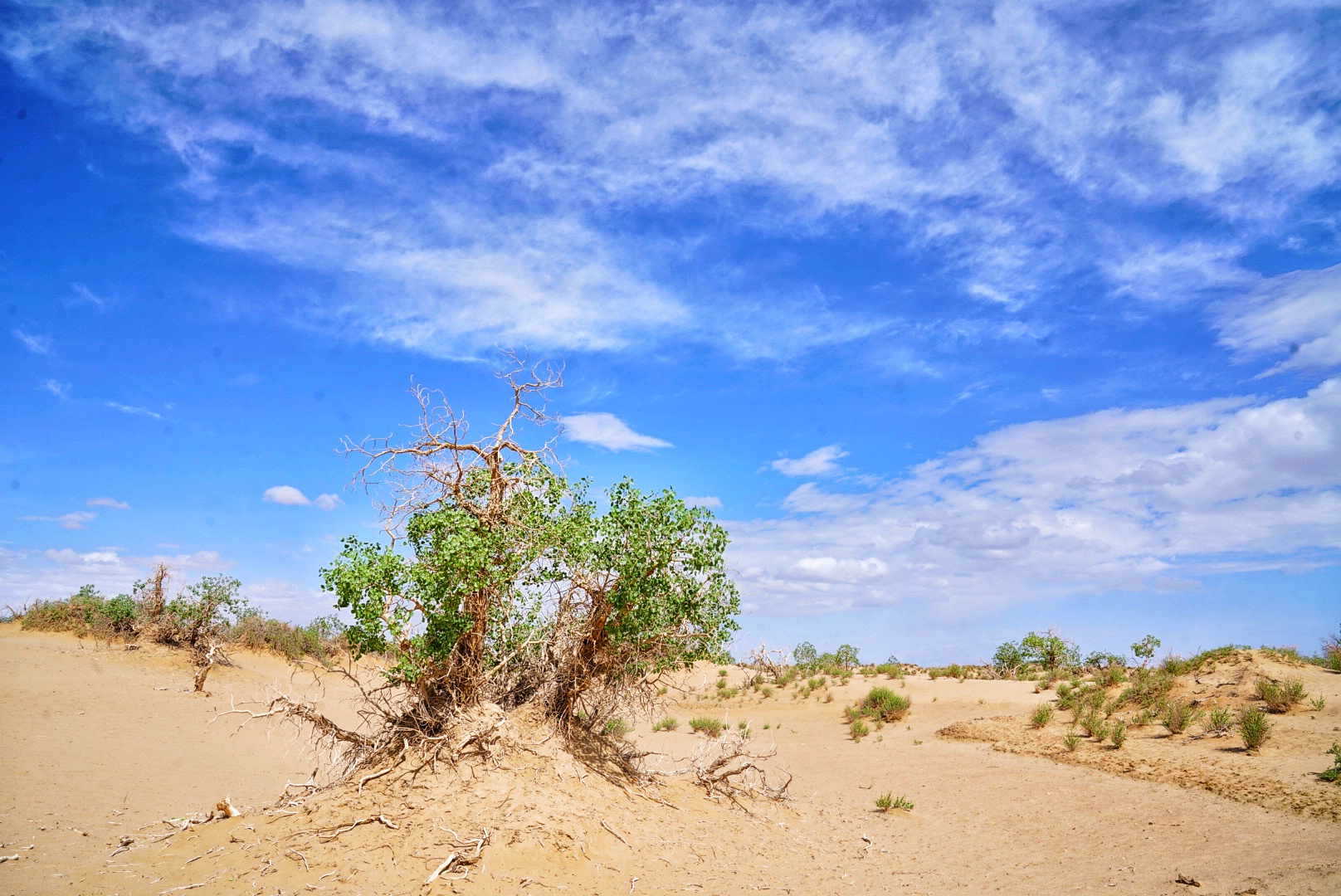 实拍格尔木胡杨林，海拔2800米，连绵1700亩，苍凉辽阔，拍照超酷