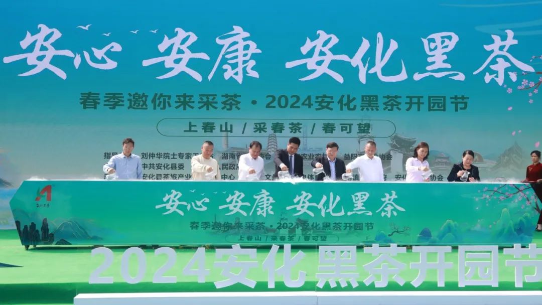 安化黑茶开园视频,安化黑茶网上开园