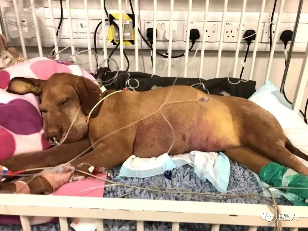 狗狗吃了夏威夷果怎么解决,狗狗吃了夏威夷果一只后腿瘸