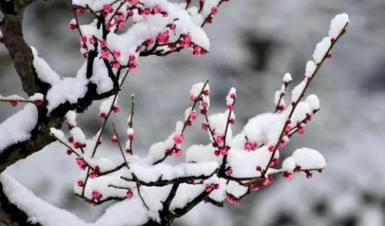 七绝咏梅诗,七绝咏梅古诗大全