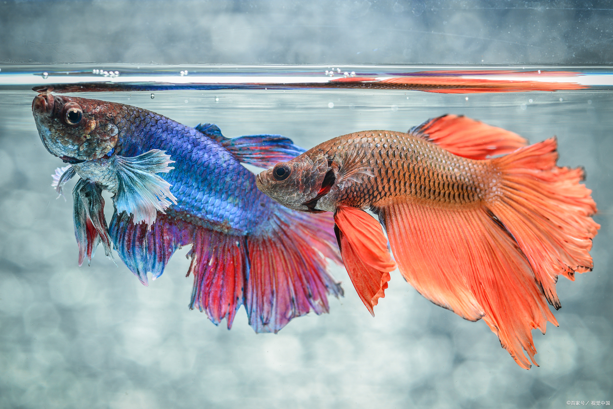 斗鱼购买指南购买斗鱼注意事项斗鱼年龄的分辨