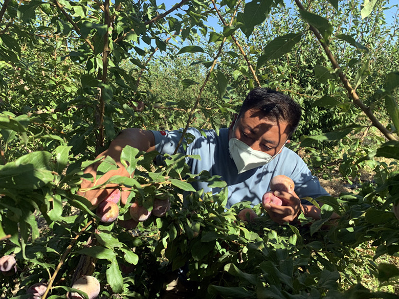 好“丰”景丨*疆新**兵团四师：特色水果俏市场