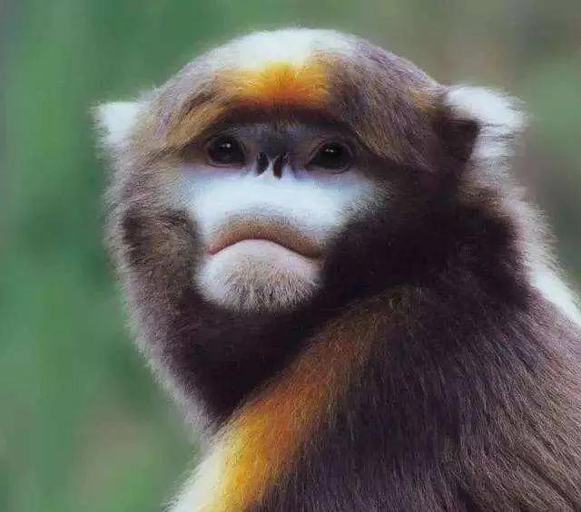 国宝金丝猴你想介绍什么,金灿灿的金丝猴