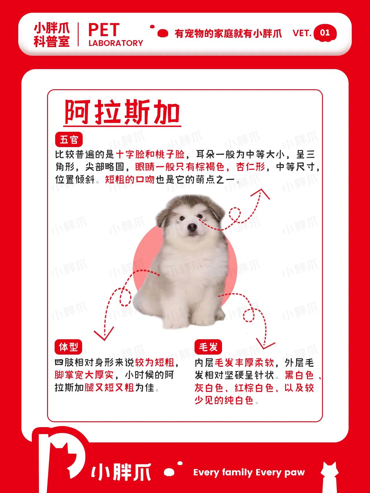 挑选小型犬需要注意什么,大型犬日常生活常识大全