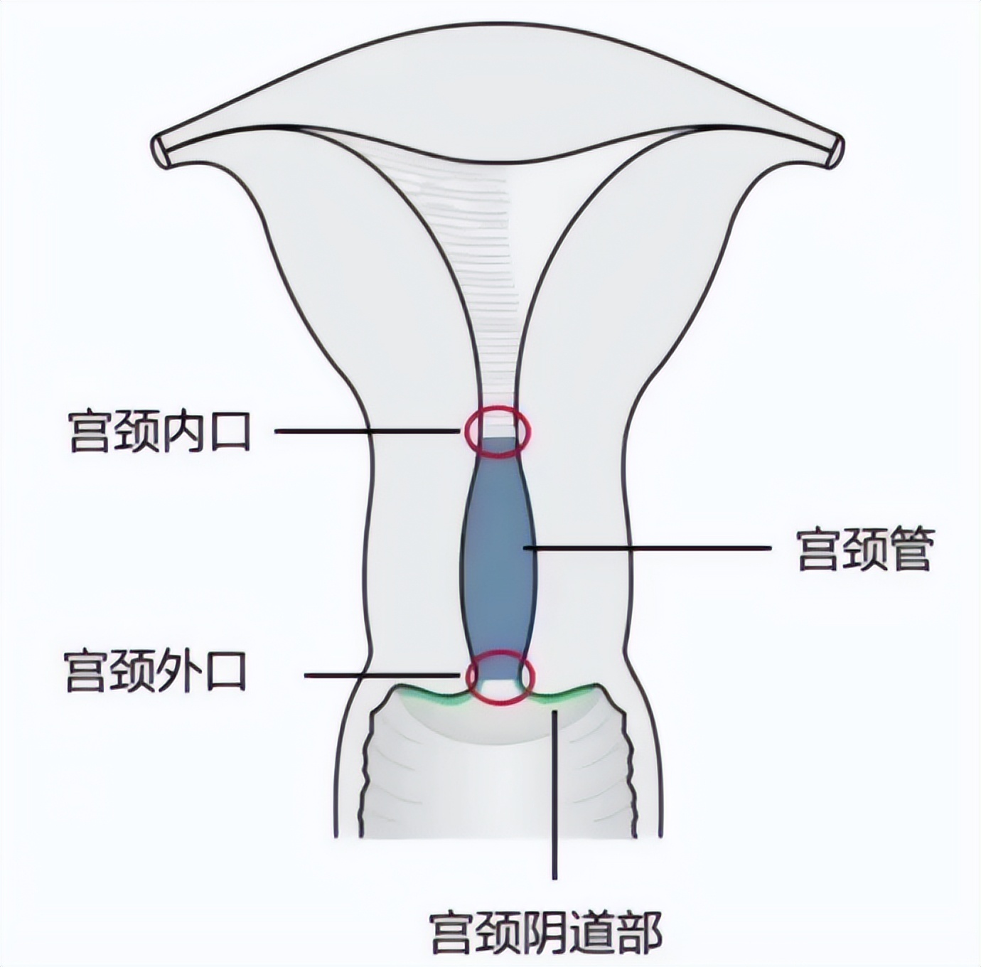 宫颈五大作用，我们一起来看看！