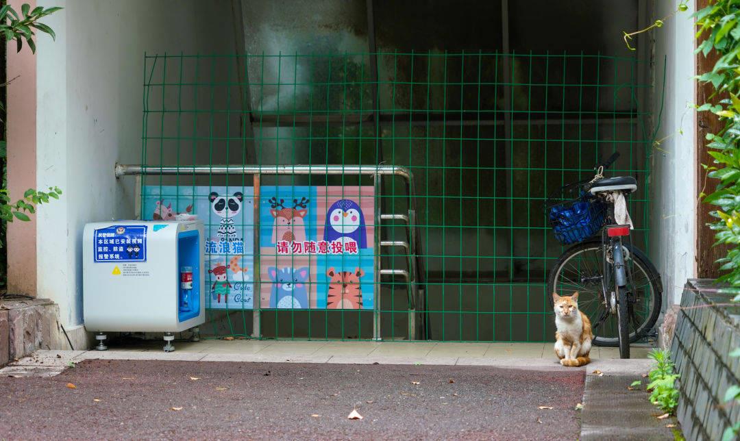 流浪猫数量过多的问题,控制流浪猫数量的方法