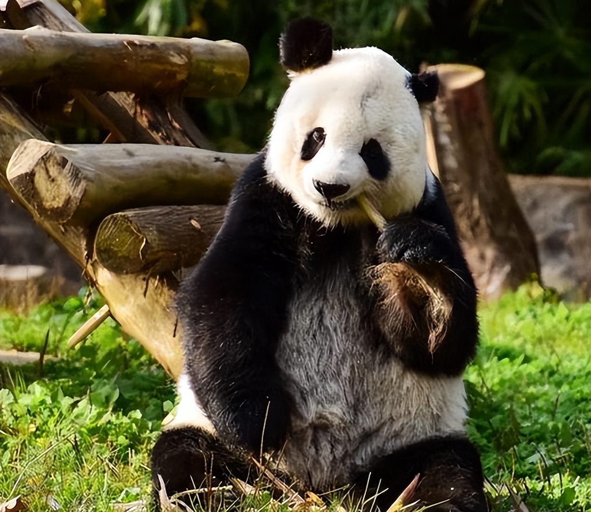 大熊猫高高成长,野生大熊猫高高学爬树