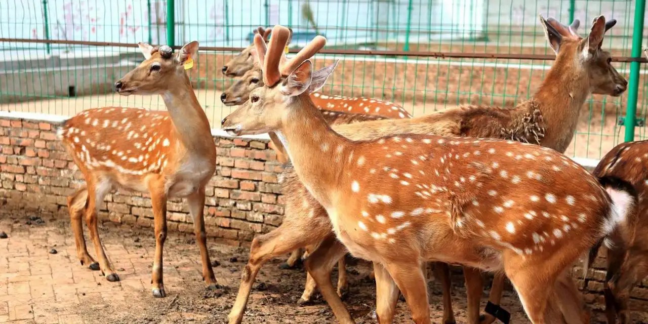 鹿一身都是宝,鹿茸那么贵为什么养鹿不赚钱