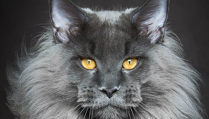 新手小白养猫需要做哪些功课,新手小白养猫要注意什么