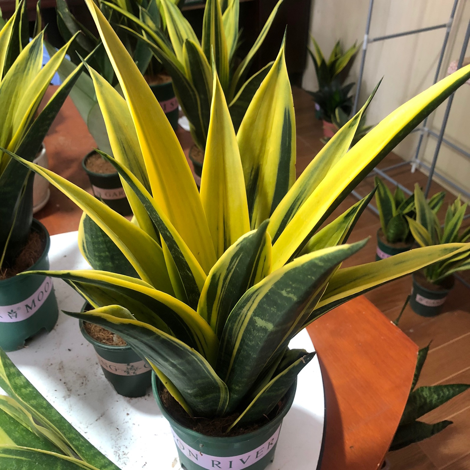 治愈系盆栽绿植推荐,室内小型绿植花卉推荐品种