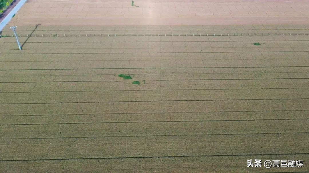 小麦乡村振兴,乡村振兴黑小麦