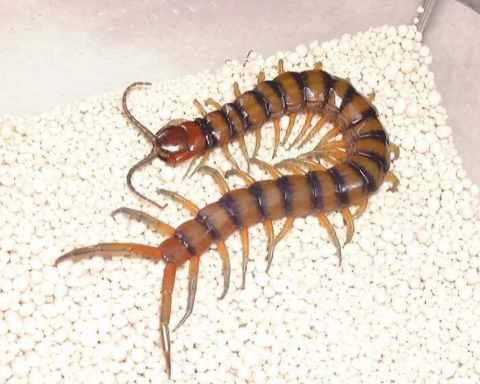 怎么防止蜈蚣虫进屋子,什么药防止蜈蚣爬进屋