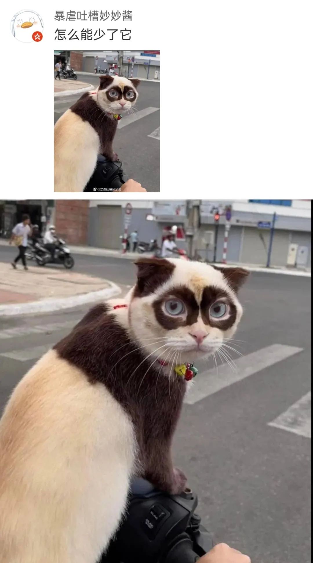 丑萌丑萌的小动物,丑陋又可爱的小动物