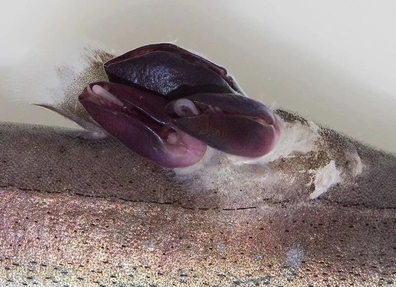 被寄生后的螃蟹还能救回吗,被寄生后的螃蟹长什么样子