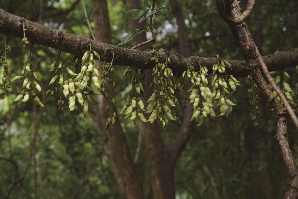 深圳坪山全域自然博物⑩|禾雀花步道:错过再等一年,“小精灵”禾雀花来啦!
