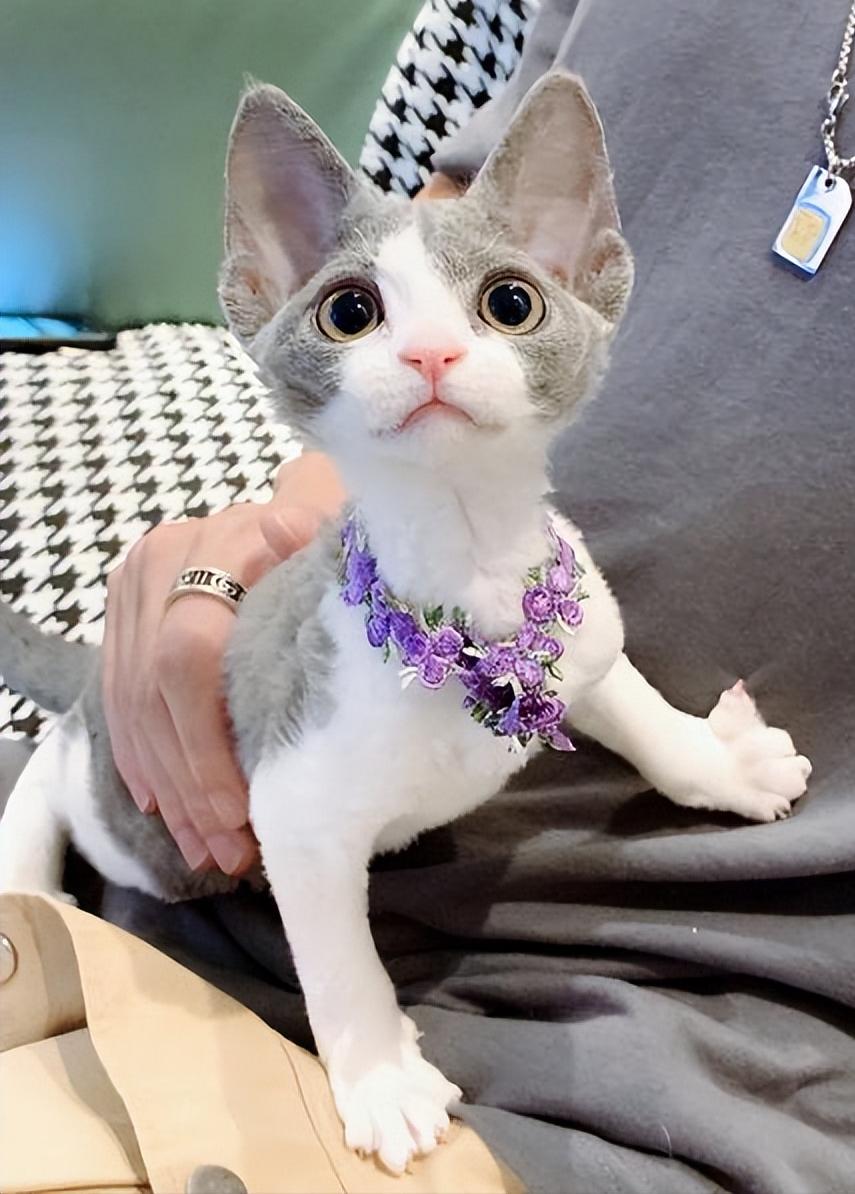 德文猫都很瘦吗,德文猫乖巧吗