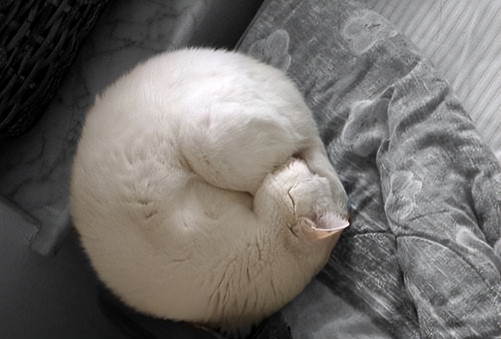 发烧后身上“长出”4只猫，网友笑：主人身上暖气开得足