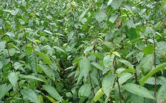 广东老板放弃皮革生意，靠“壮阳树”年入千万，一张树皮卖千元