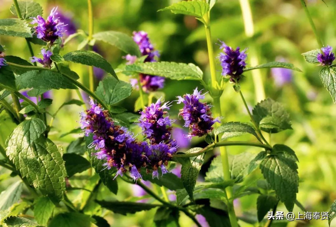 感冒药品的推荐和讲解,感冒药健康知识