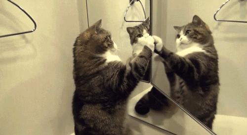 如何判断一只猫猫性格好不好,一只猫有这几种表现