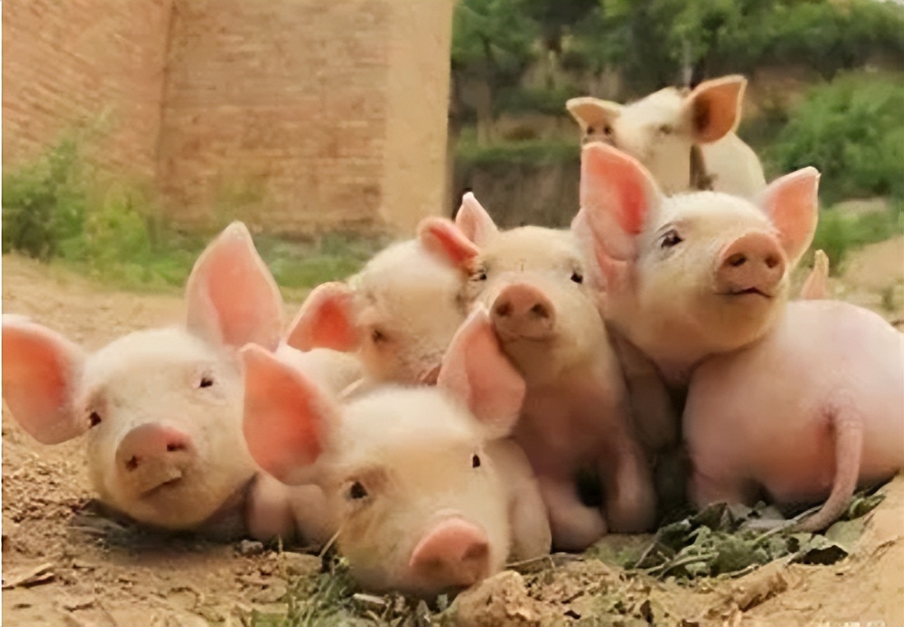 猪丹毒预防措施与饲养管理,猪丹毒疫情防控措施