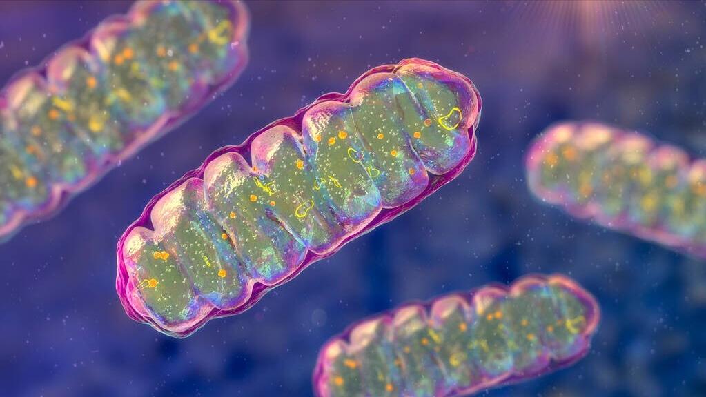 中老年人有必要补充辅酶q10吗,辅酶q10老年人真的需要补吗