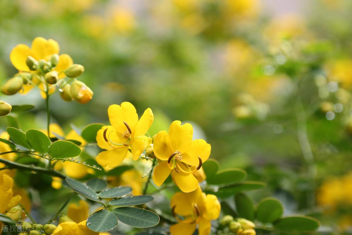 一般的蛇最怕的是什么,蛇最怕一个东西是什么