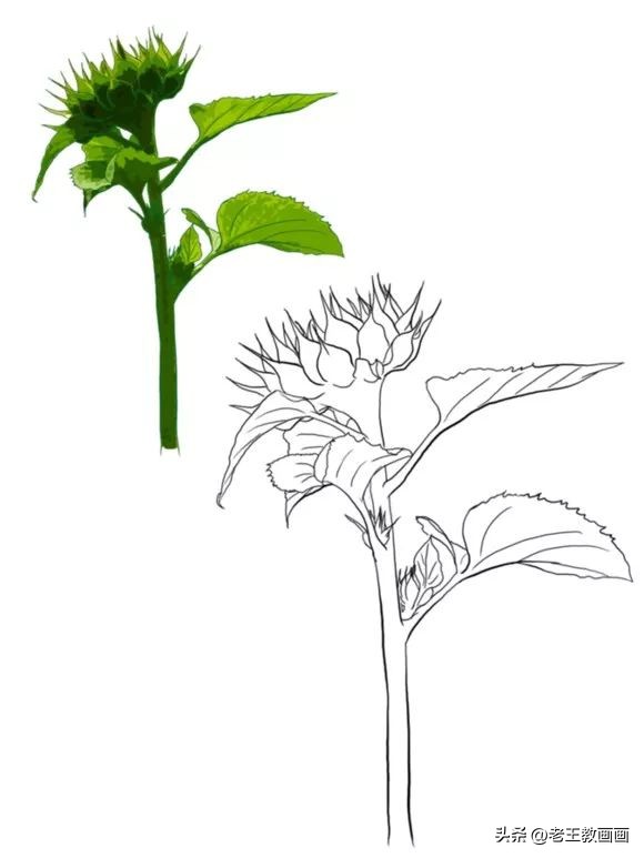 100种绘画基础入门,100幅零基础绘画教程