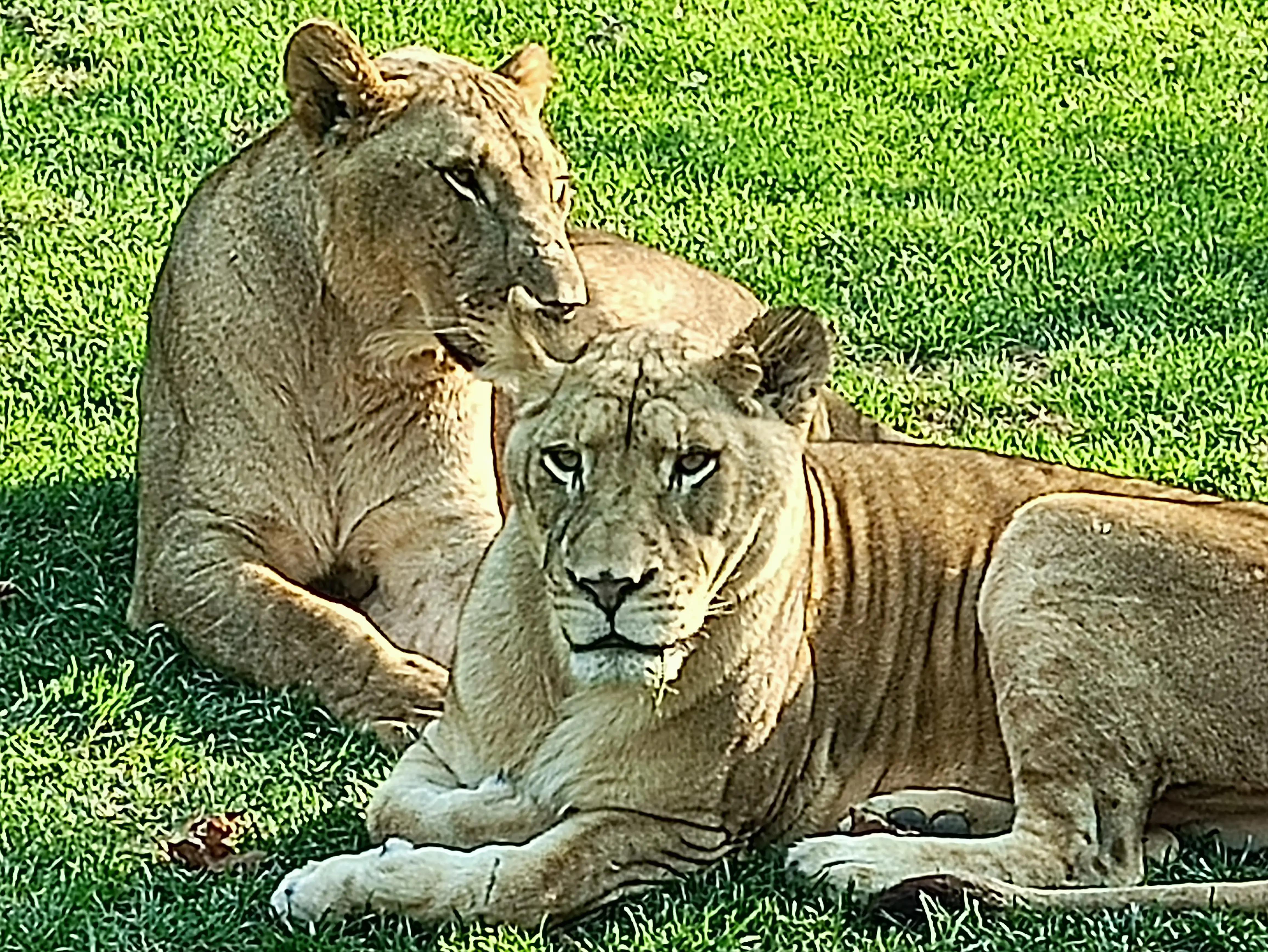 北京动物园和北京野生动物园区别,北京野生动物园狗妈妈和老虎狮子