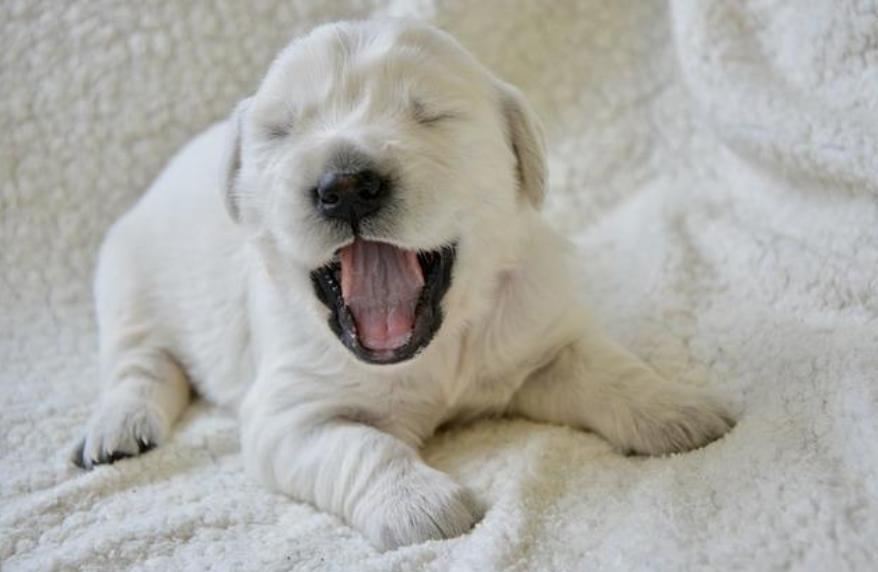 狗狗流鼻涕感冒了怎么治疗,幼犬狗狗十五天感冒流鼻涕怎么办