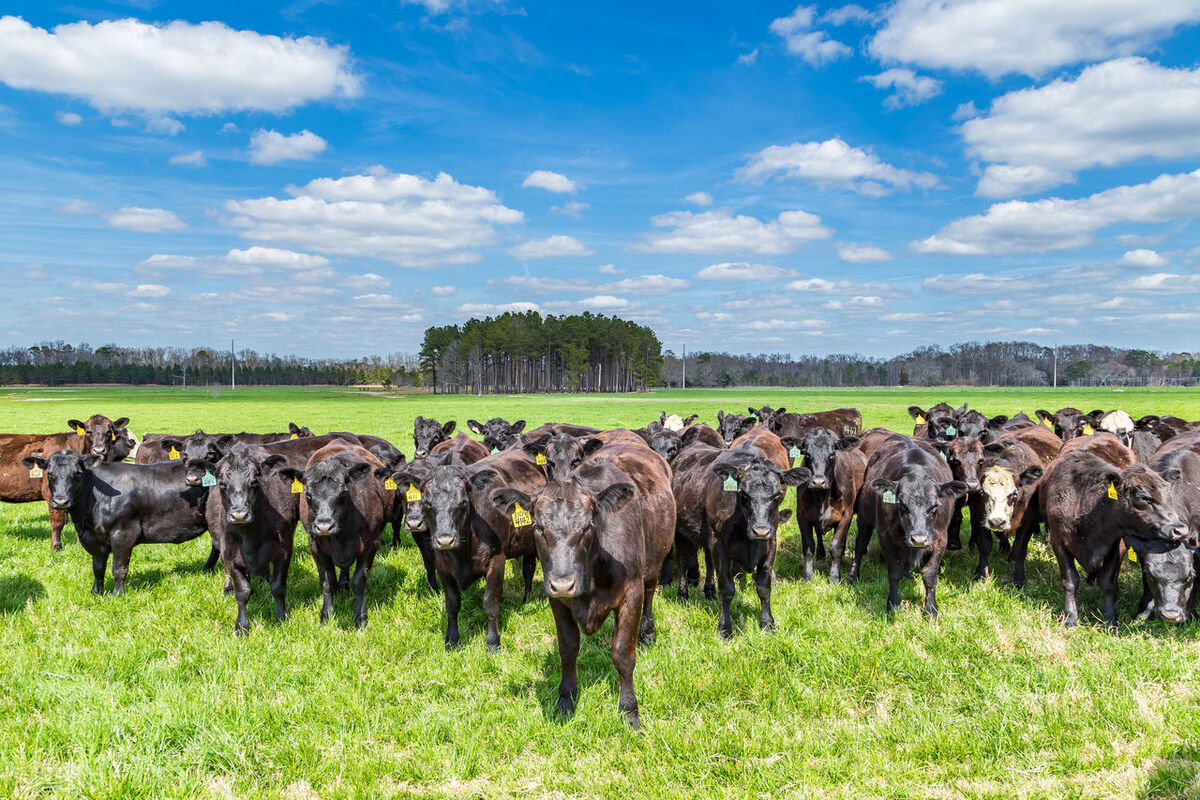 繁殖科技有前景吗,采用人工种子繁殖的优势