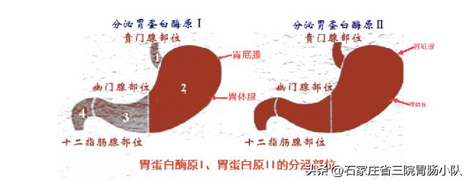 胃功能三项解读,胃功能三项全偏高