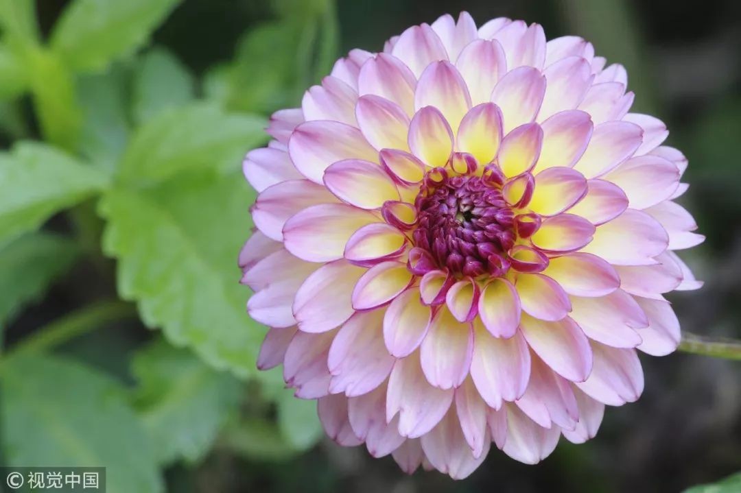 闀垮緱鍍忚冻鐞冧竴鏍风殑妞嶇墿,鍜岃冻鐞冩湁鍏崇殑妞嶇墿