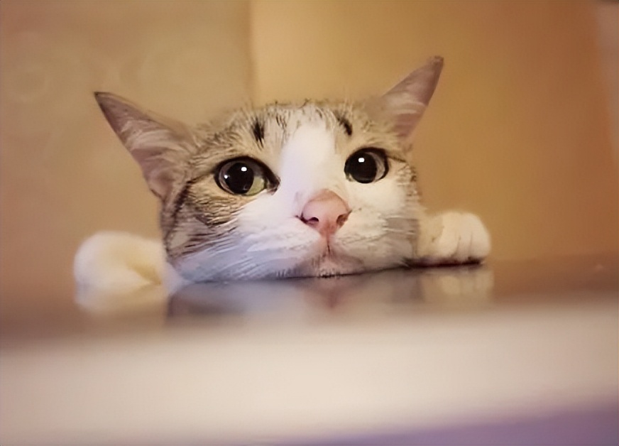 发情期猫咪夜夜笙歌怎么办？家里养猫的看过来，应对办法在这里