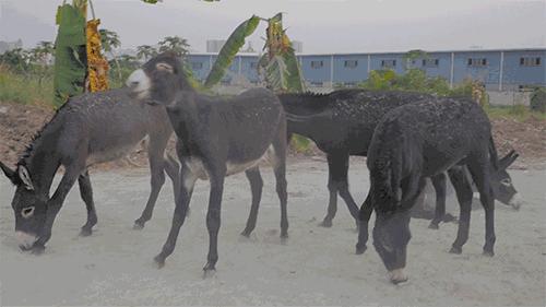 马真的比驴好吗,为什么马永远无法取代驴子的地位