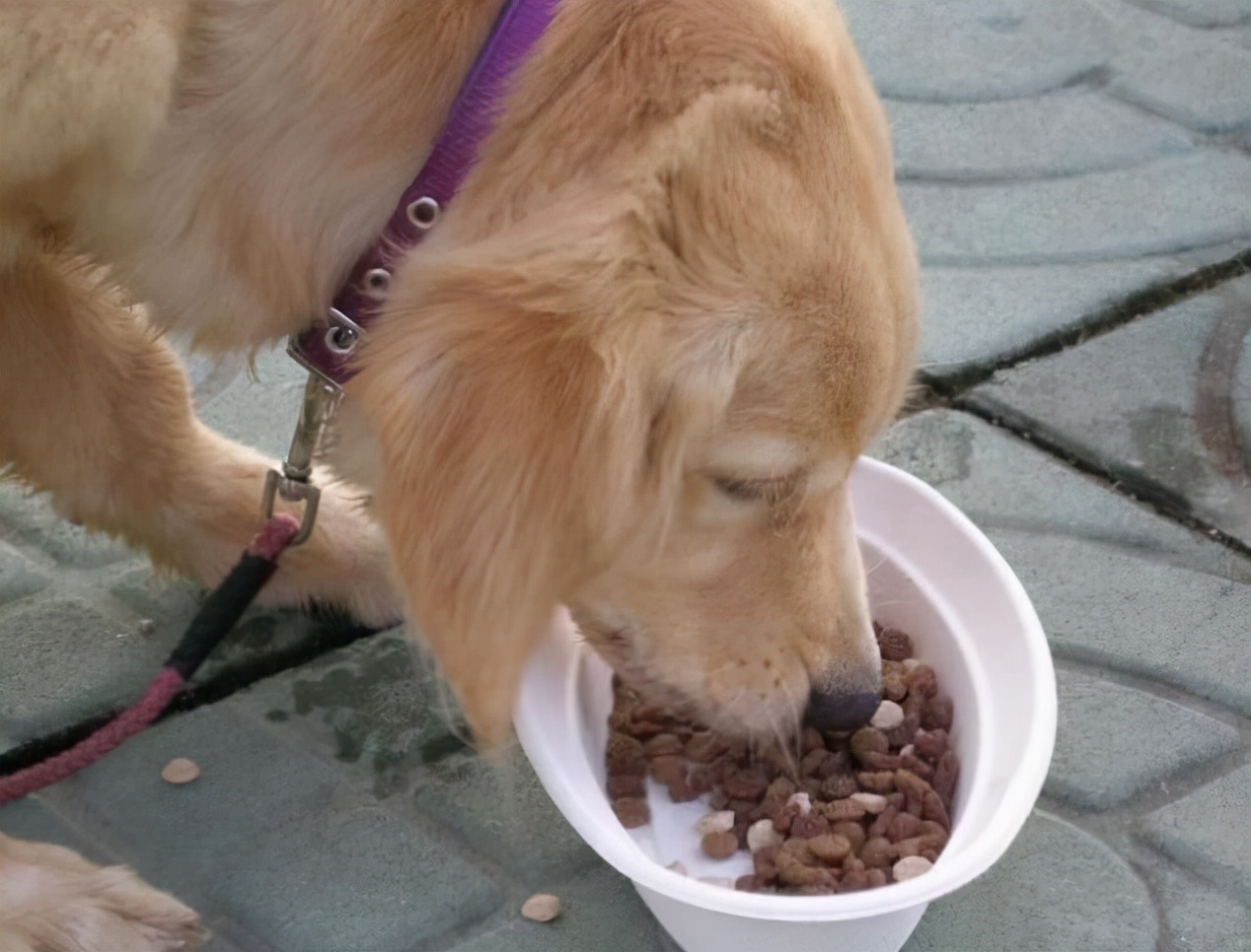 狗狗受到了惊吓怎么缓解,狗狗受惊吓有哪些症状