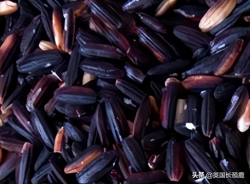 各种米傻傻分不清楚？英国大米种类科普：买米全攻略