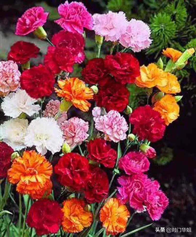 不朽的母爱,不朽的母爱全文