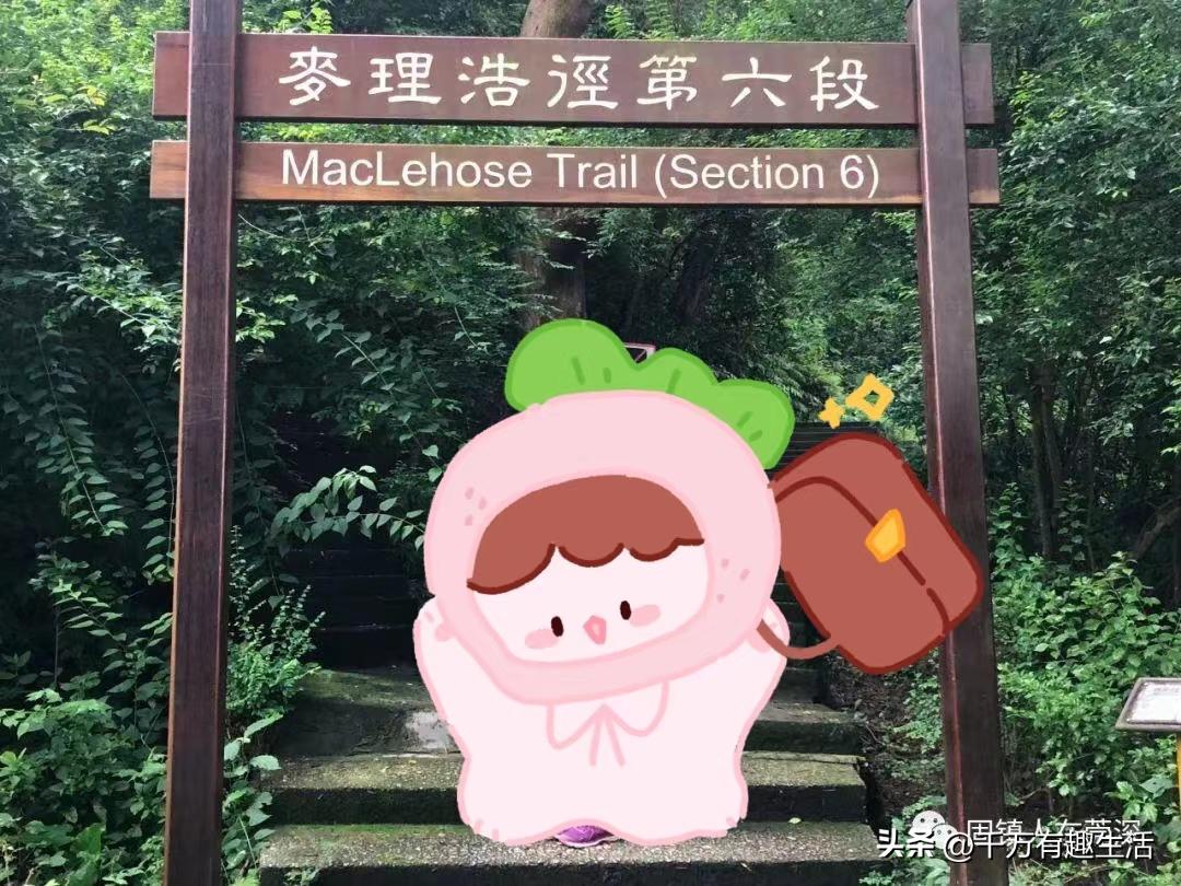 香港徒步麦理浩径全程攻略介绍,香港狮子山徒步攻略