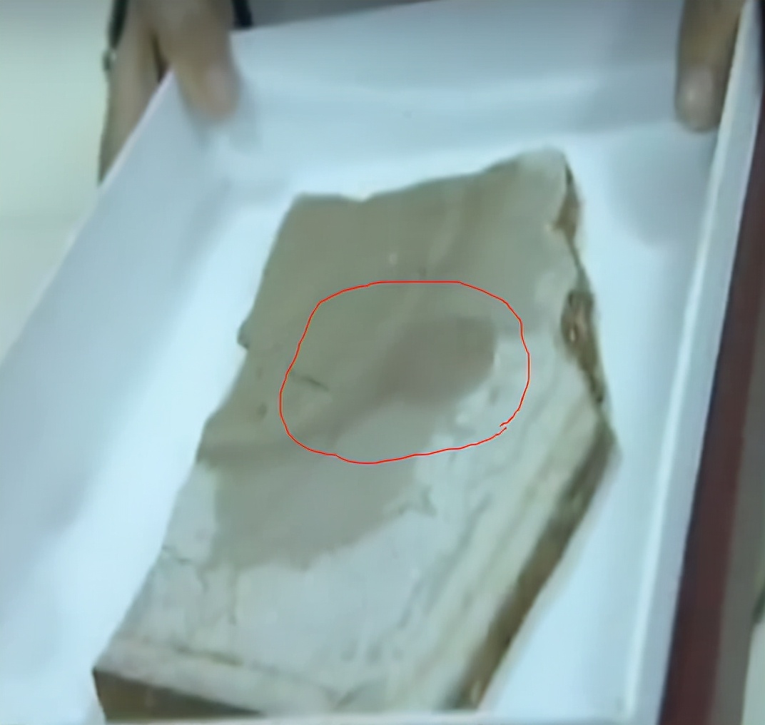 稻田惊现不明生物行动诡异,大山深处不明生物真相大揭秘