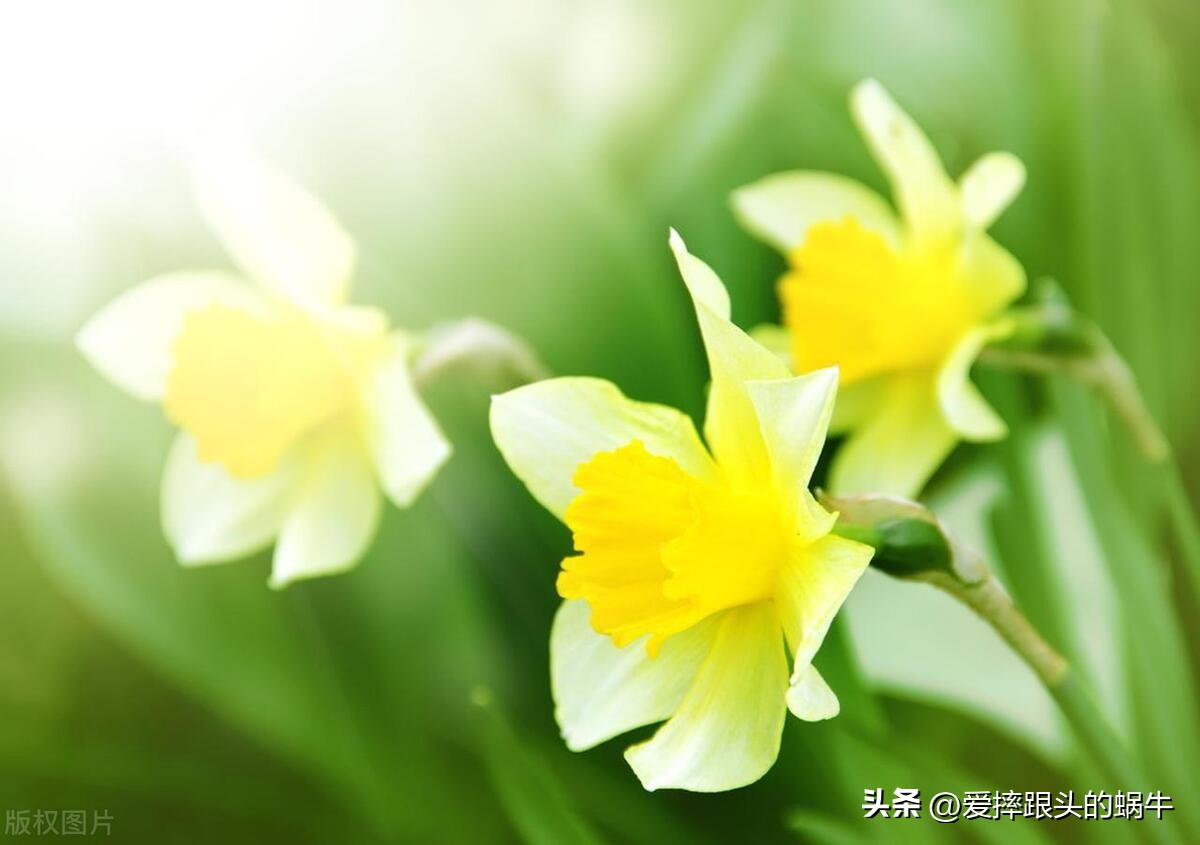 十二花神图谱完整版,工笔画十二花神欣赏