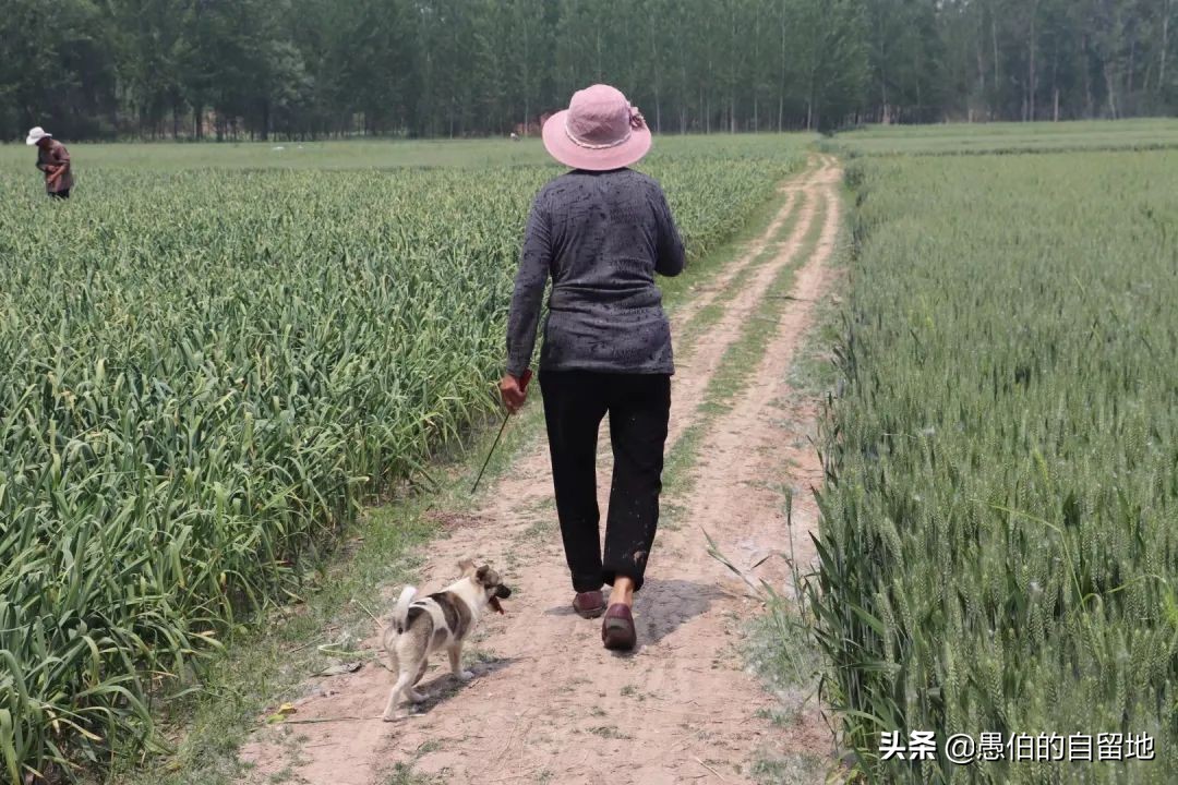 五一快到了农村拔蒜苔,五一劳动节收蒜苔