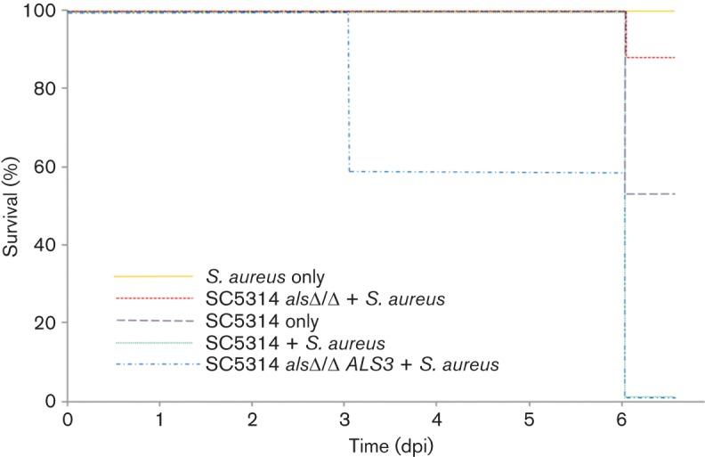 金黄色葡萄球菌的微生物特性,金黄色葡萄球菌的培养特性