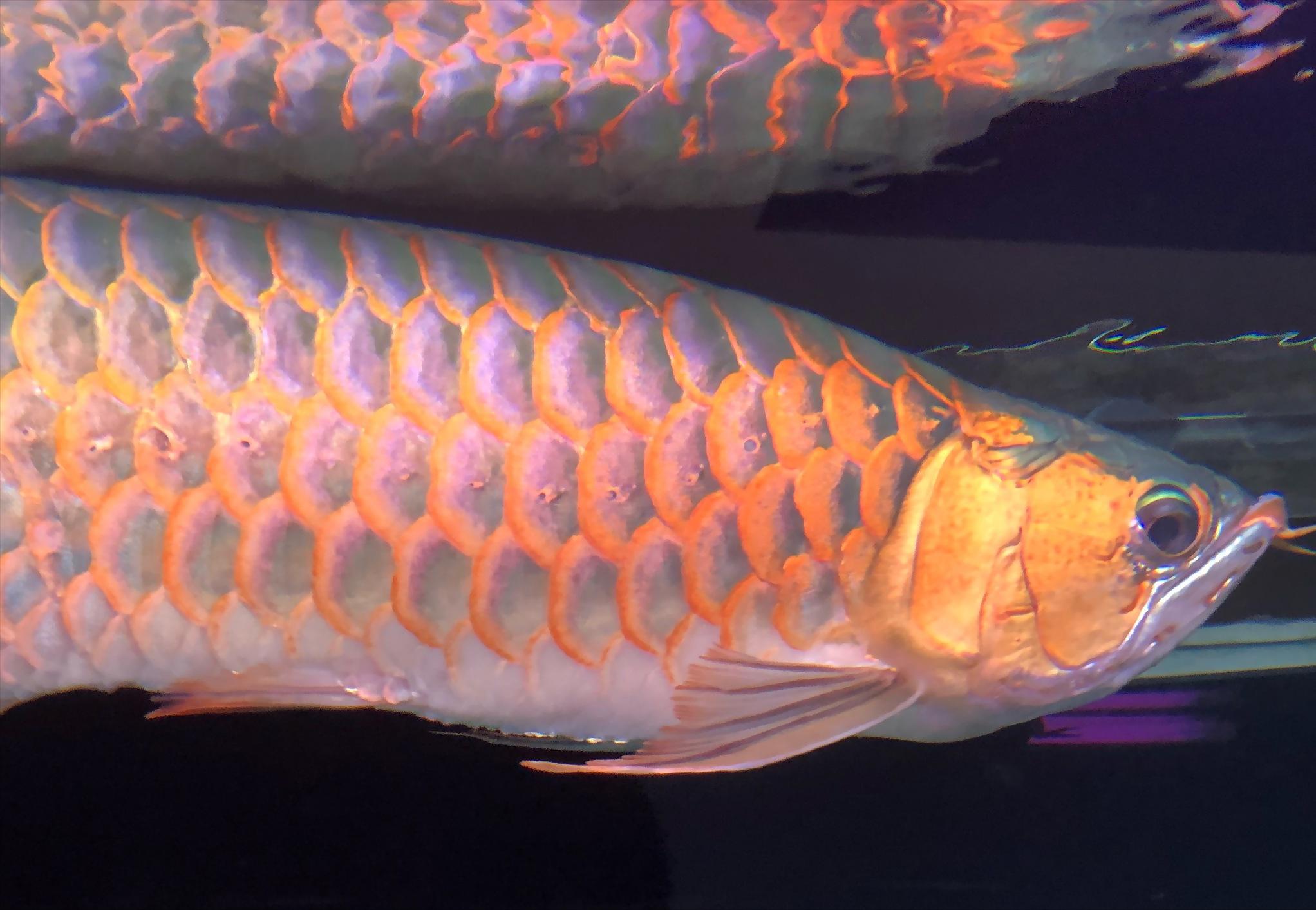 从源头解决问题！水质、饲养环境引发龙鱼沉头的原因解析