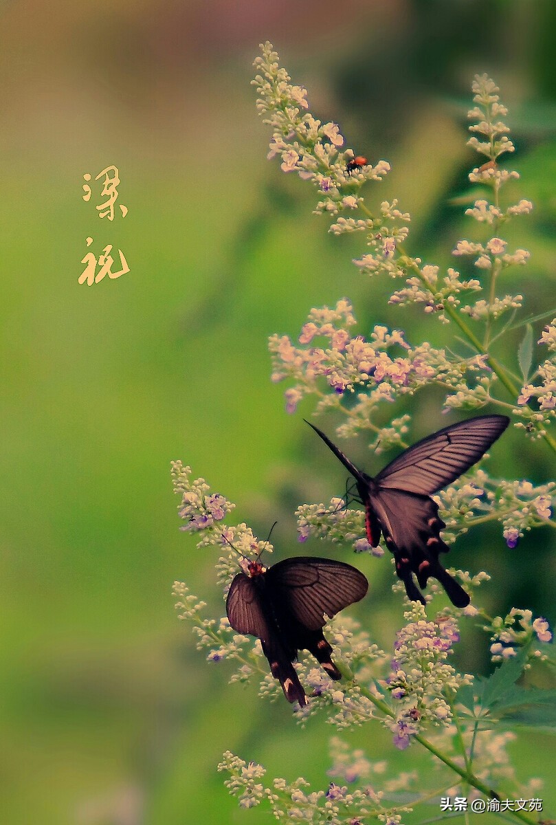 【剑新诗集】三尺情怀08:莘莘学子