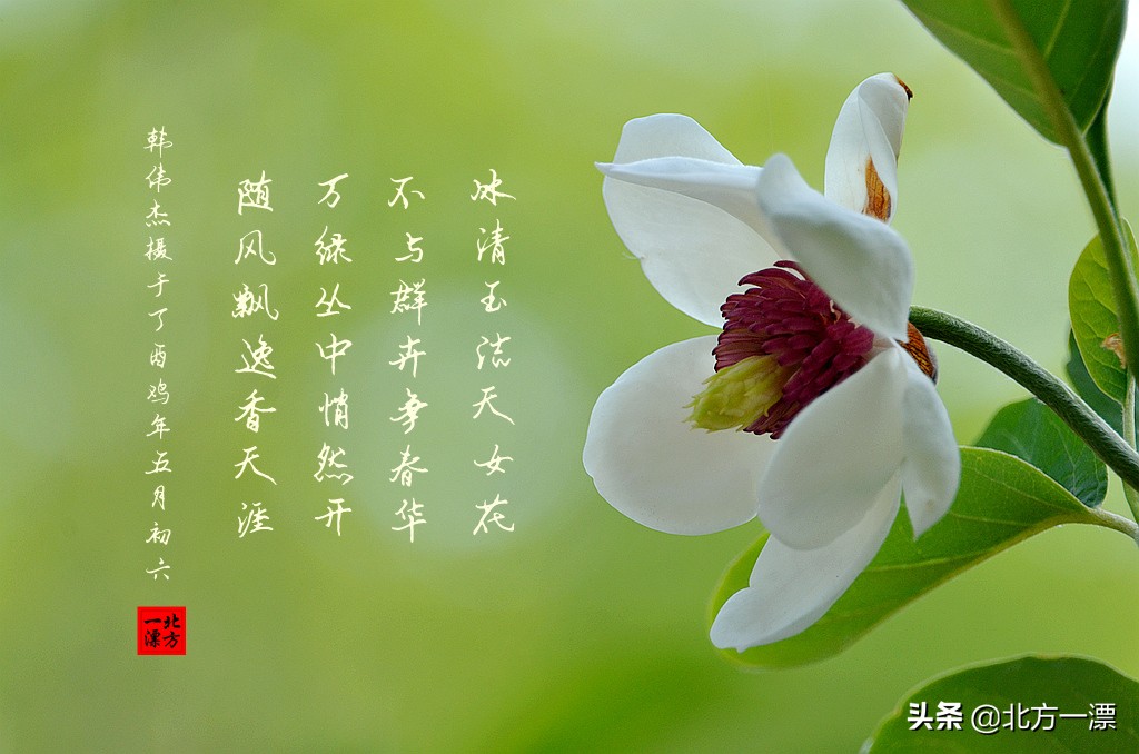 抚顺天女木兰苗规格,抚顺的天女山