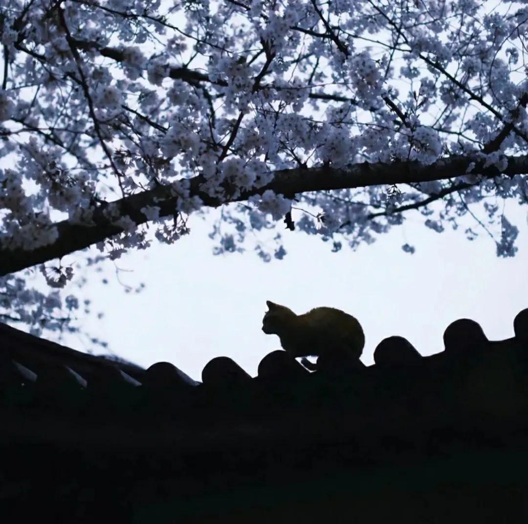 小众背景图高级感朋友圈,氛围感朋友圈背景图高级感