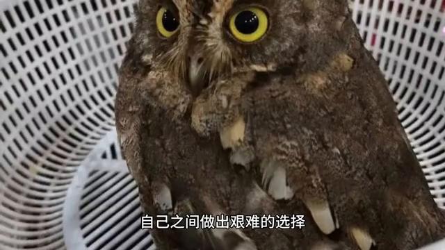 孙子兵法金蝉脱壳完整版,孙子兵法金蝉脱壳下一句