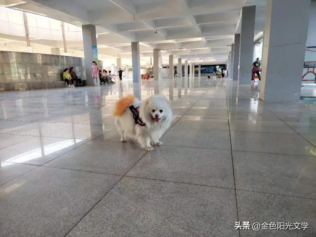 作文心爱之物500字,我的心爱之物作文开头