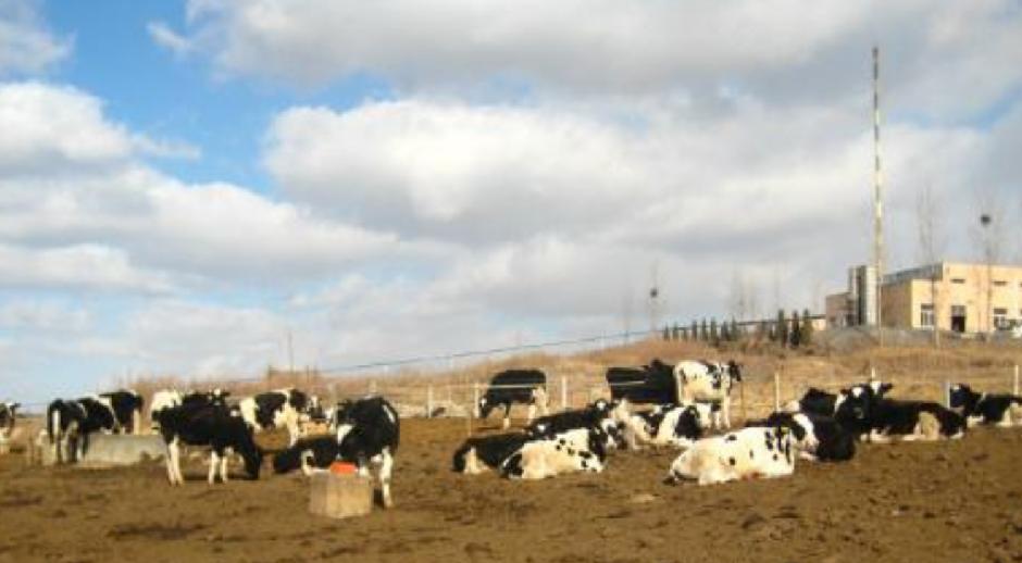 日本人在山东租了1500亩地,日本人在山东租一千五百亩地干啥